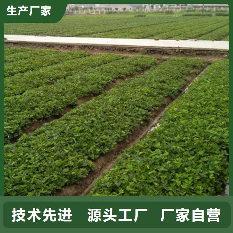 红颜草莓苗亩产多少大厂家实力看得见