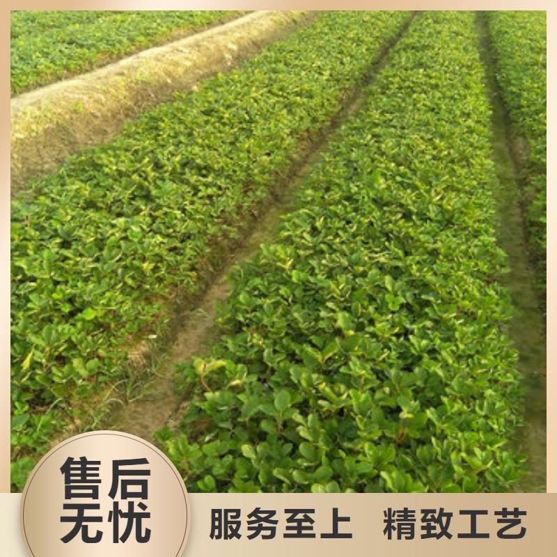 妙香7号草莓苗哪里有批发的当地生产厂家