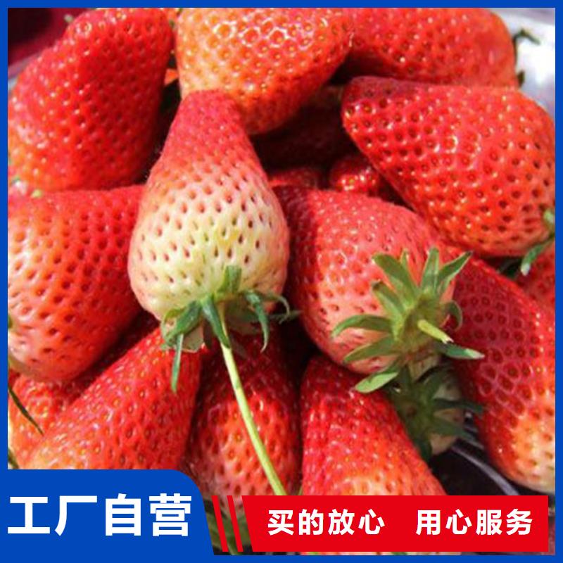 古镇镇巧克力草莓苗欢迎来电细节之处更加用心