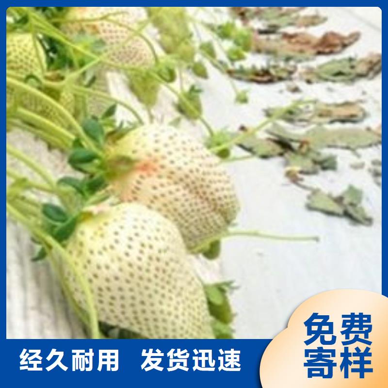桃熏草莓苗哪里有批发的值得信赖