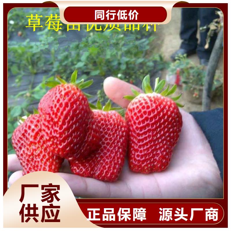 丰香草莓苗哪里有批发的本地生产商