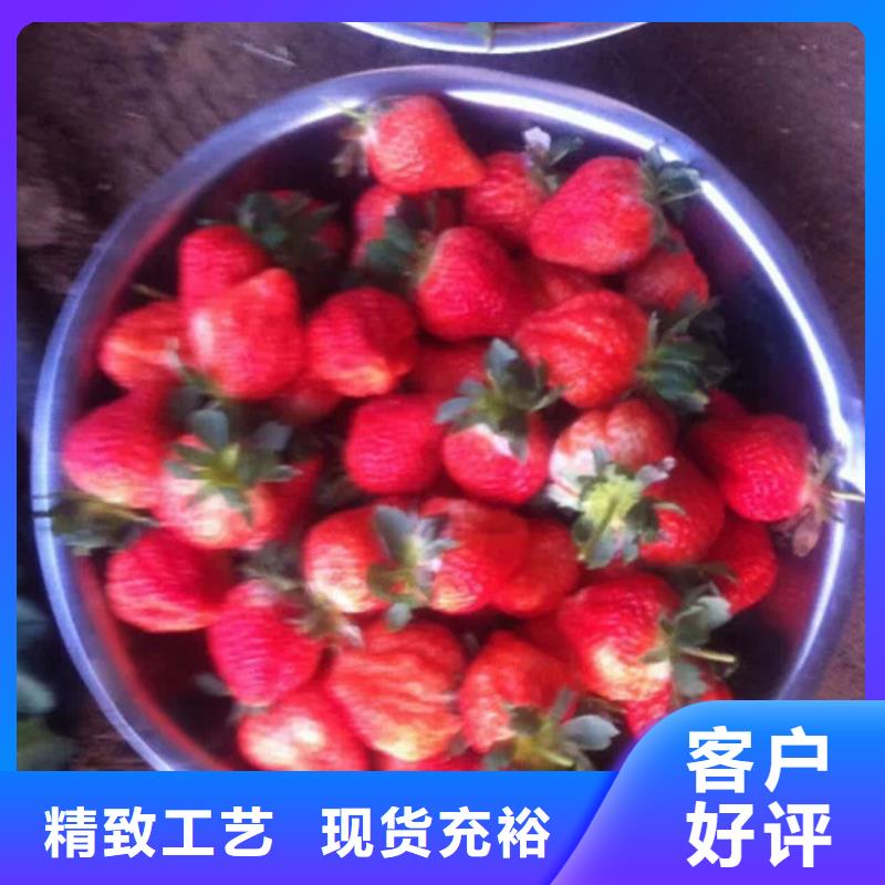 红颊草莓苗培育基地本地生产厂家