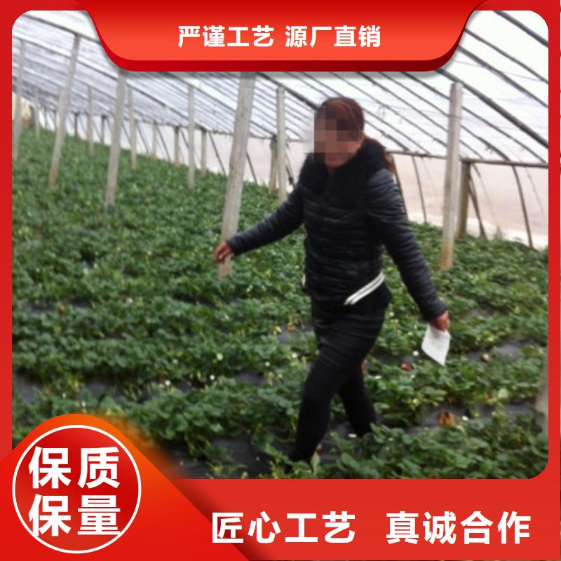 洪洞草莓种苗定制精工打造