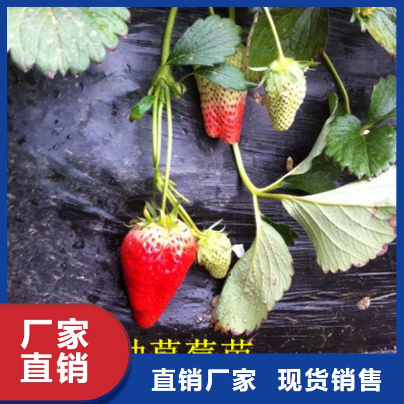 香蕉品种草莓苗哪里有种植的品牌专营