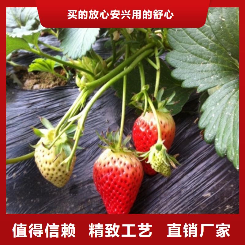 香野草莓苗种植条件当地服务商