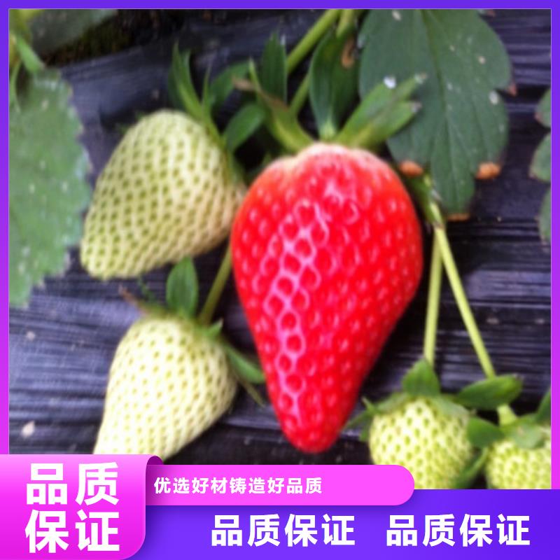 二代草莓苗种植品种选择本地供应商