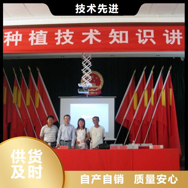 广州番禺基地批发菠萝草莓苗，菠萝草莓苗品种选择有实力有经验