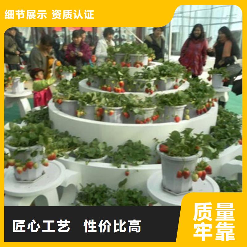 一年生法兰地草莓苗，法兰地草莓苗耐储存品种同城生产商