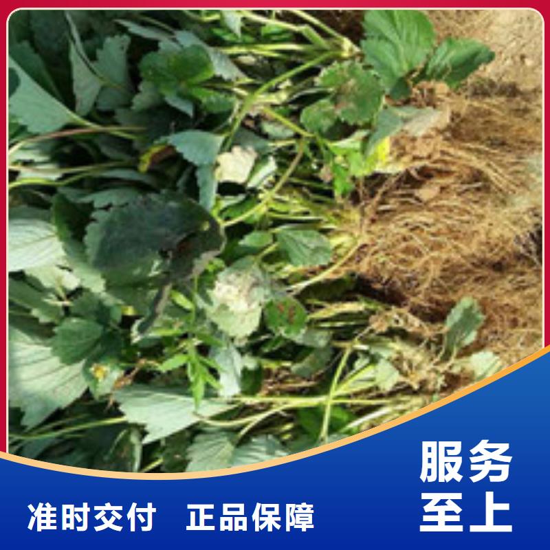 妙香草莓苗货到付款批发价格