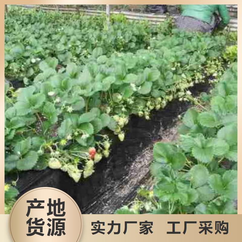 大棚草莓苗亩产多少一个起售