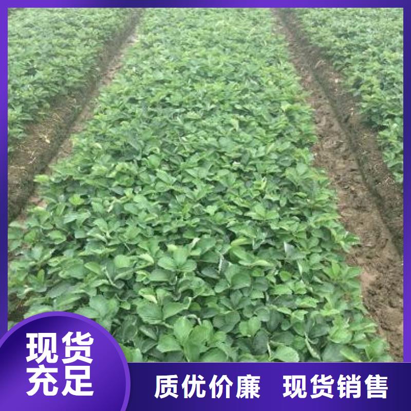 基地批发甜查理草莓苗，甜查理草莓苗适应土地同城厂家