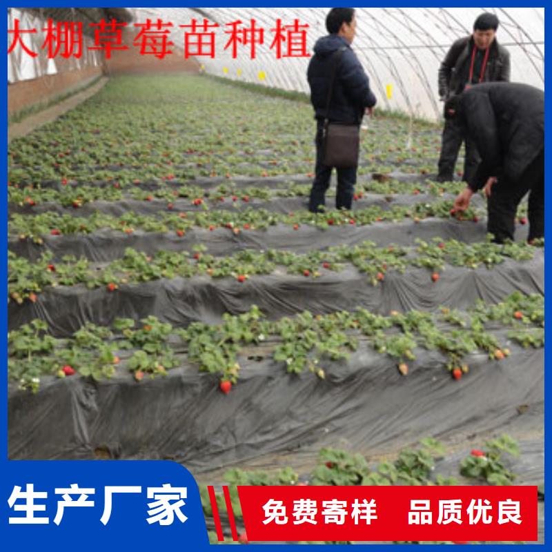 靠谱的隋珠草莓苗经销商供货及时