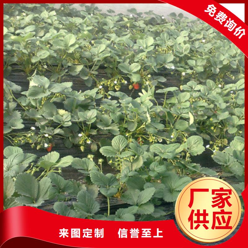 阜沙镇牛奶草莓苗价格本地制造商