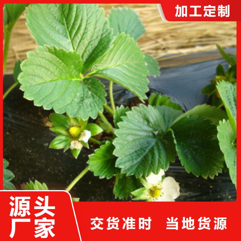 自治区香蕉品种草莓苗哪里纯正常年出售