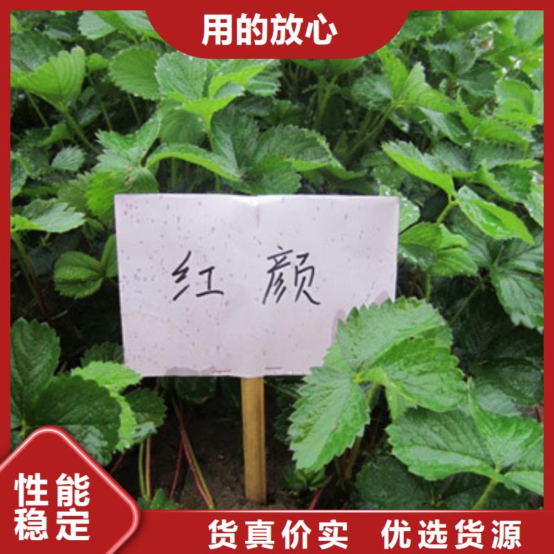 自治区宁玉草莓苗种苗当地生产商