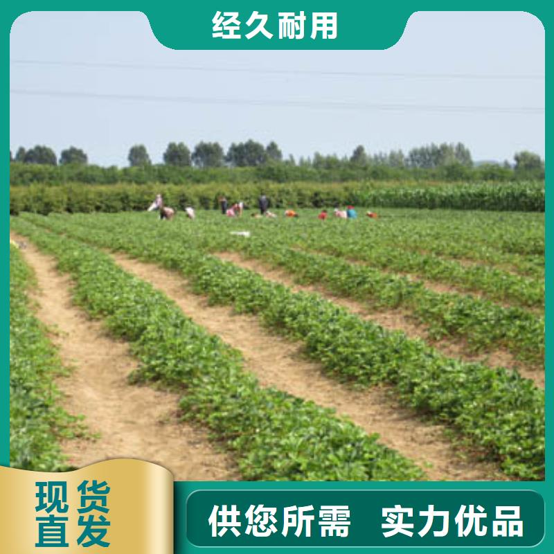 基地批发白雪公主草莓苗，白雪公主草莓苗亩产多少厂家经验丰富