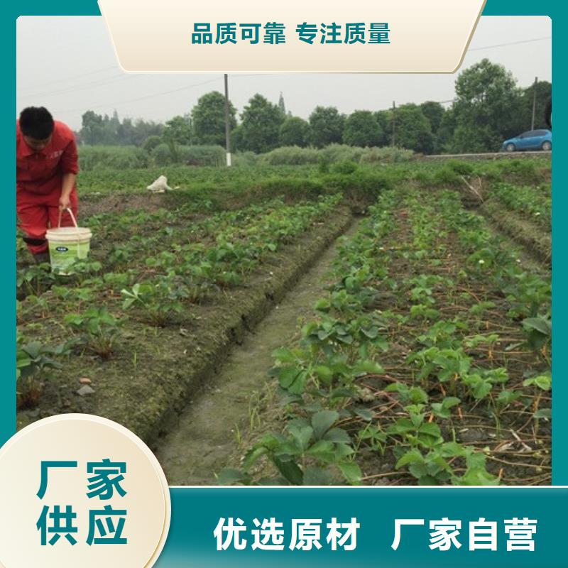 白雪公主草莓苗育苗厂家一个起售