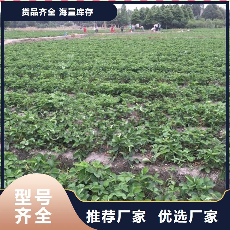 哪里批发巧克力草莓苗，巧克力草莓苗育苗厂家本地品牌