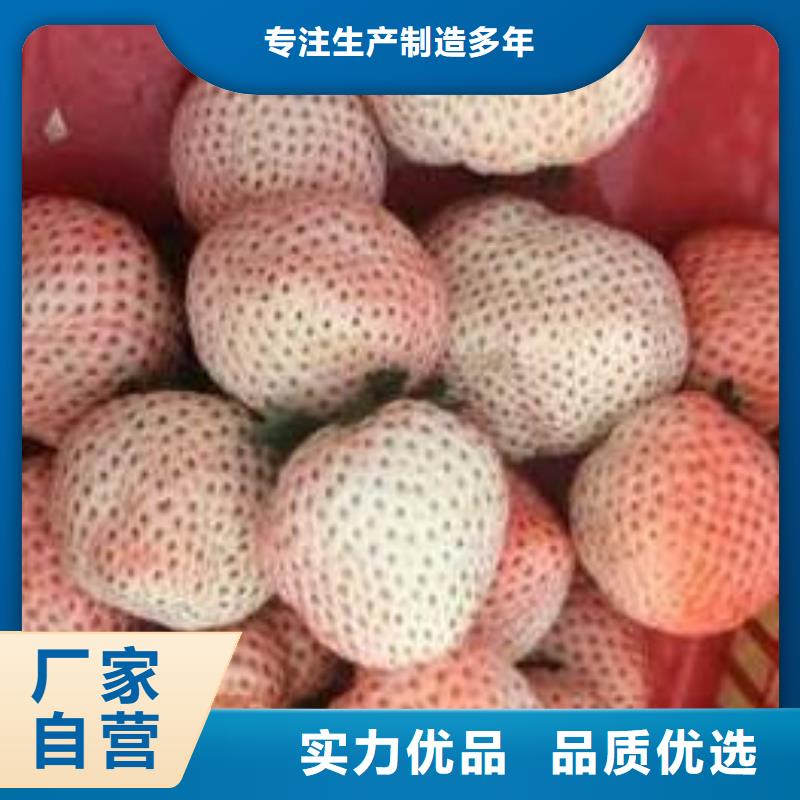 石峰法兰地草莓苗培育现货直发