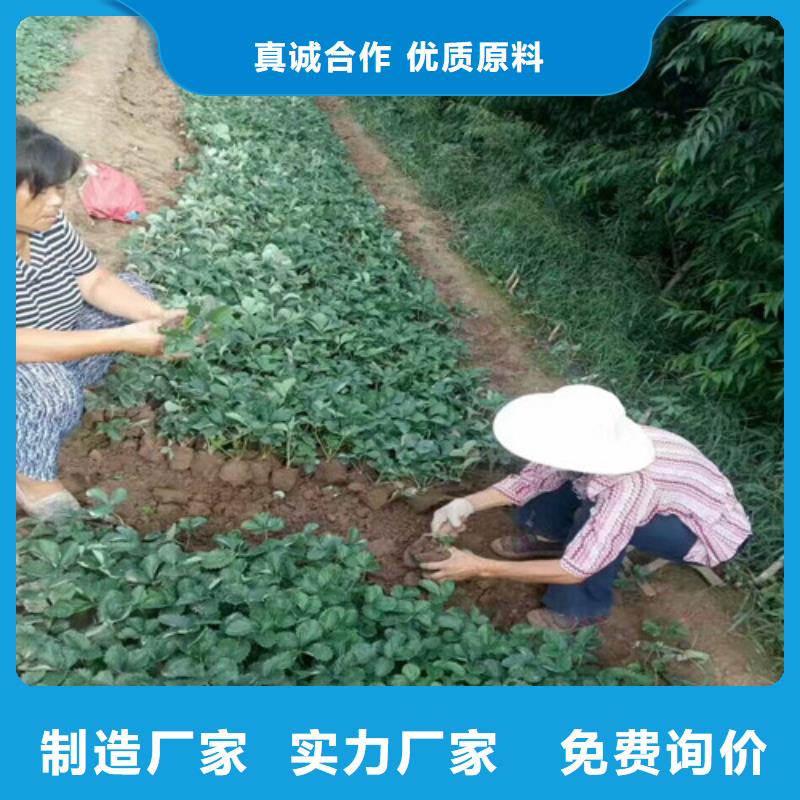 出售宁玉草莓苗，宁玉草莓苗2025已更新(今天/动态)批发商