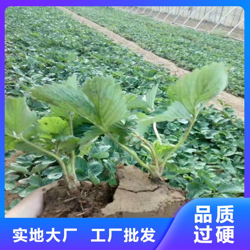 石峰哪里买艳丽草莓苗，艳丽草莓苗价格同城厂家