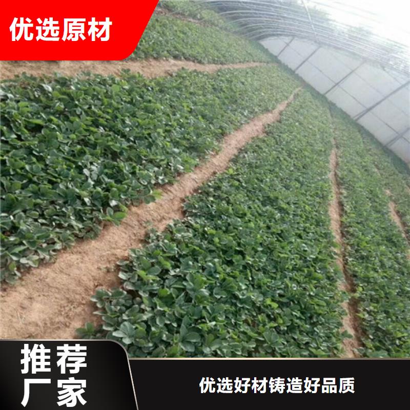 一年生章姬草莓苗，章姬草莓苗2025已更新(今日/)诚信经营