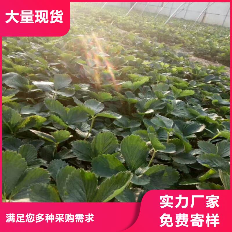 五桂山街道哪里有圣诞红草莓苗，圣诞红草莓苗亩产多少价格透明