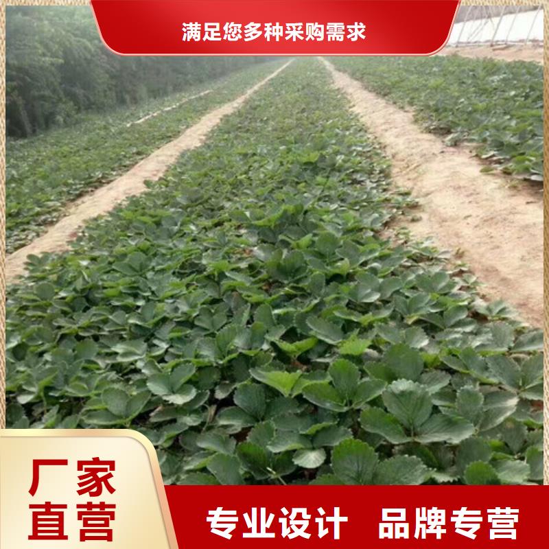 规格齐全的香野草莓苗厂家当日价格