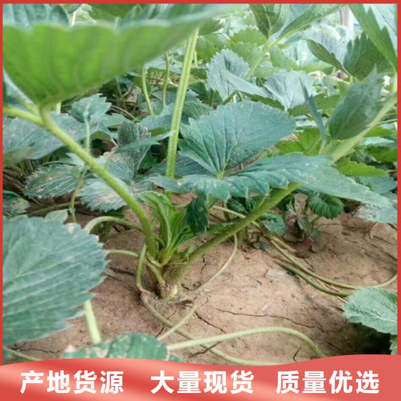 宁玉草莓苗厂家-做工精细同城生产商