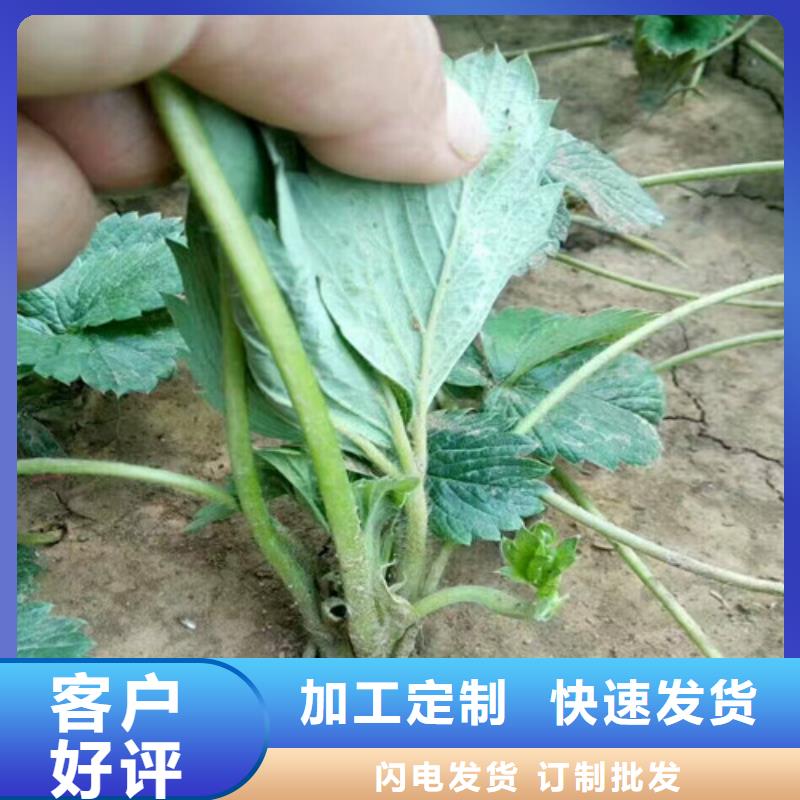 基地批发章姬草莓苗，章姬草莓苗基地批发同城公司