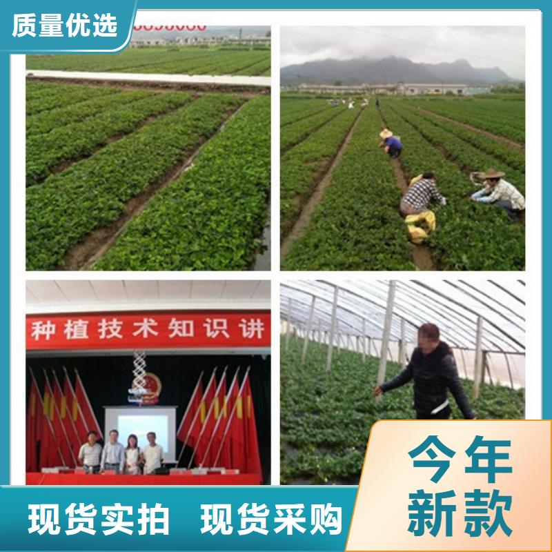 四季草莓苗大量供应同城货源