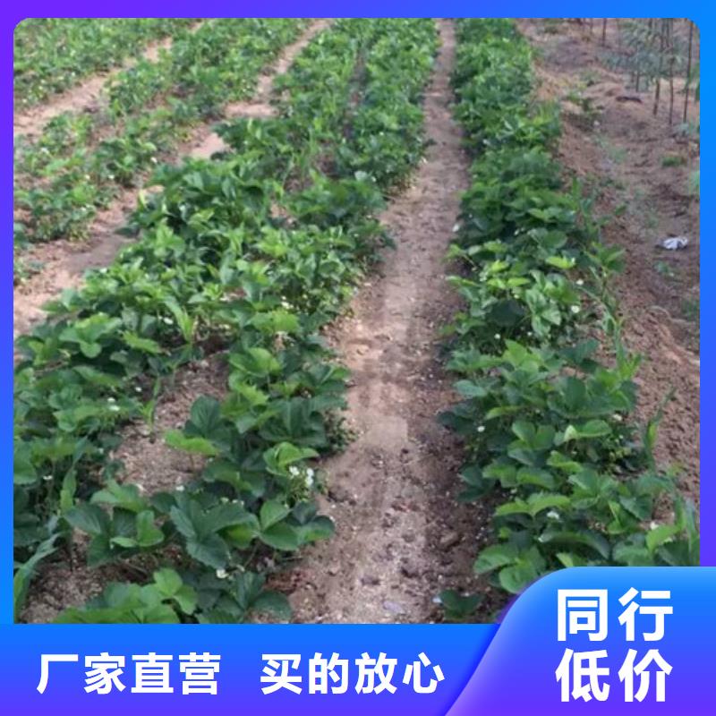 脱毒草莓苗哪里纯正联系厂家
