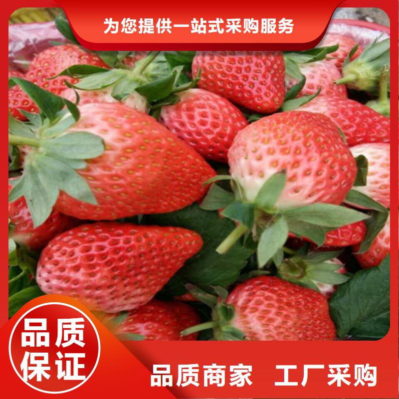 妙香7号草莓苗多少钱一棵本地制造商