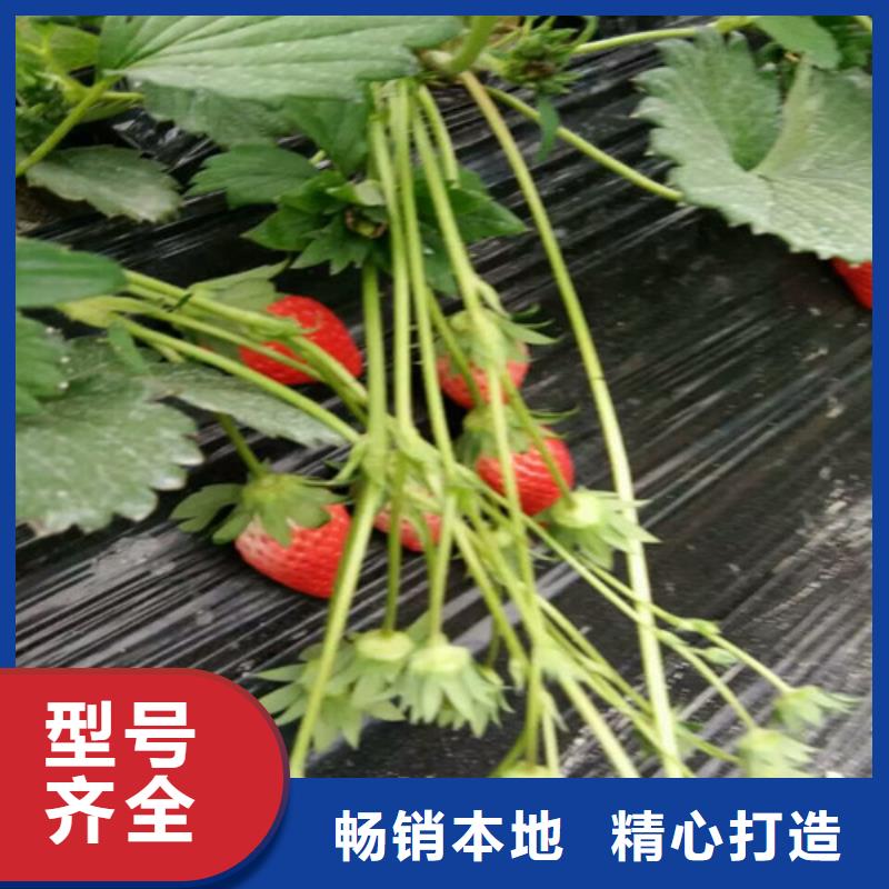 二代草莓苗高产丰收当地服务商