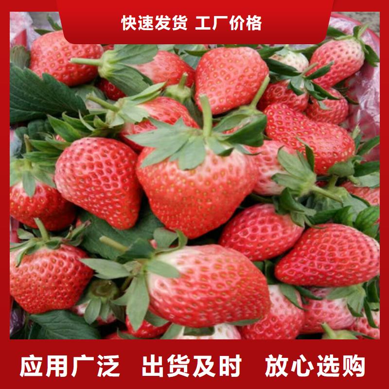 圣诞红草莓苗好货有保障