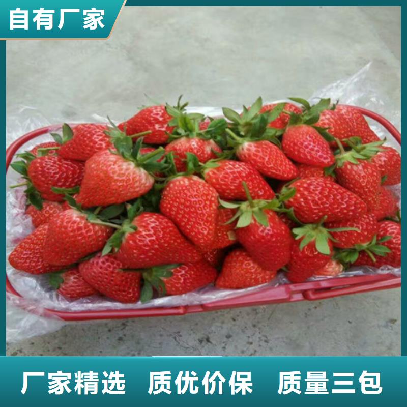 永和巧克力草莓苗现货直供好货直供