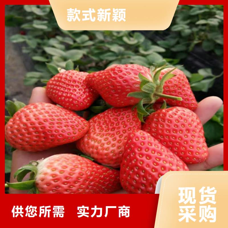炎陵我想买香野草莓苗，香野草莓苗品种选择同城供应商
