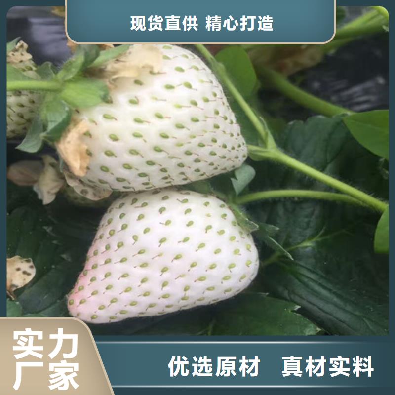 回族自治区脱毒草莓苗培育基地客户信赖的厂家