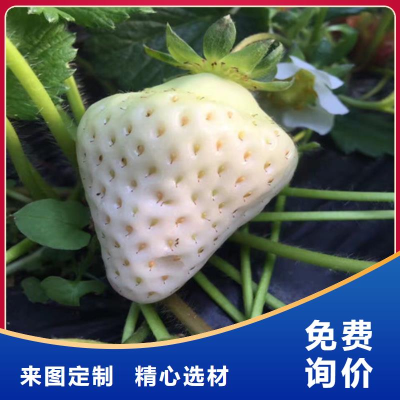 甜宝草莓苗厂家供应丰富的行业经验