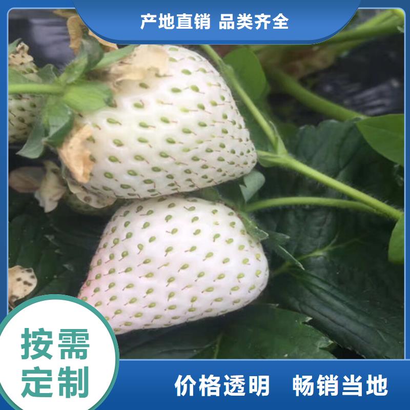 哪里出售法兰地草莓苗，法兰地草莓苗哪里有定制速度快工期短