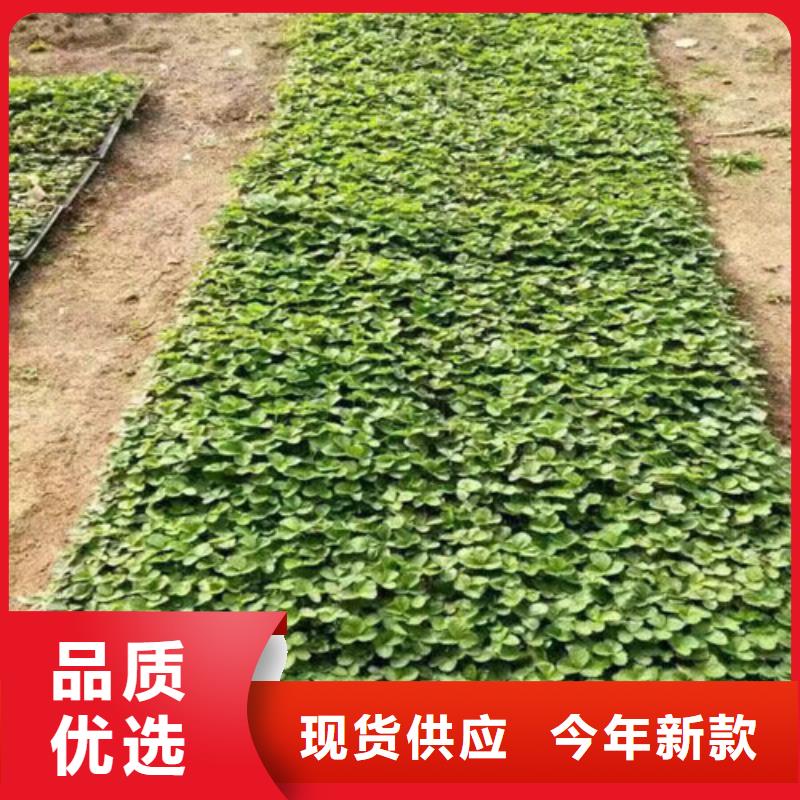 艳丽草莓苗厂家供应品质商家