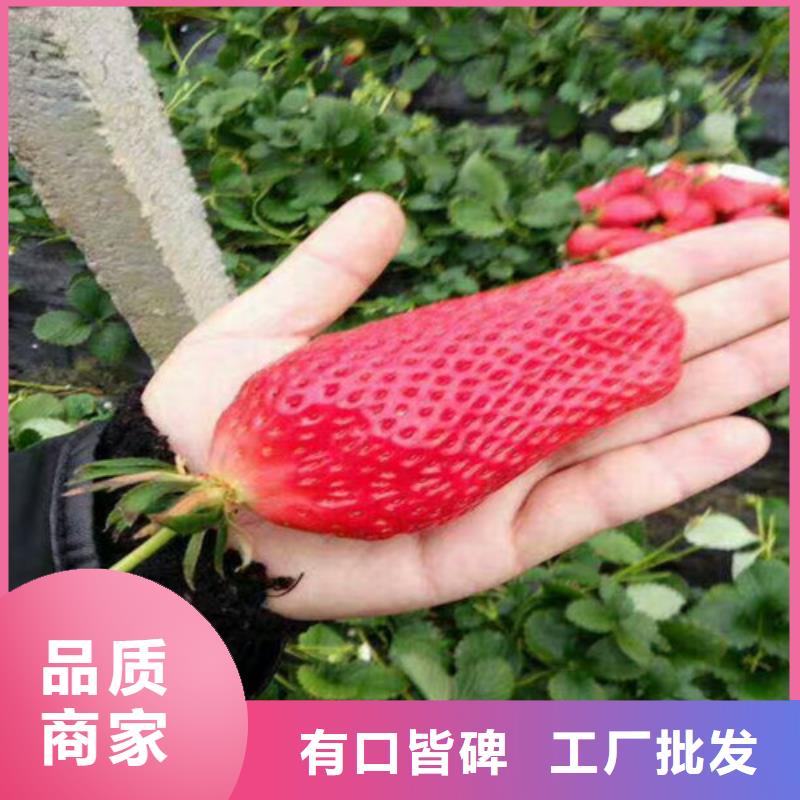 白雪公主草莓苗基地批发款式新颖