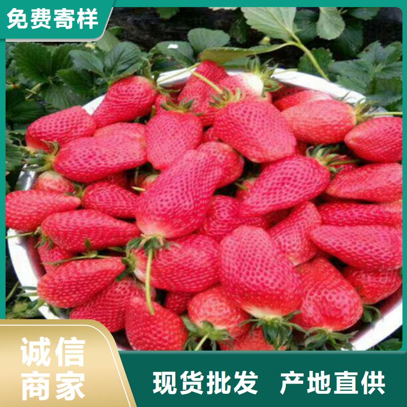 白果草莓苗一手货源源头厂家