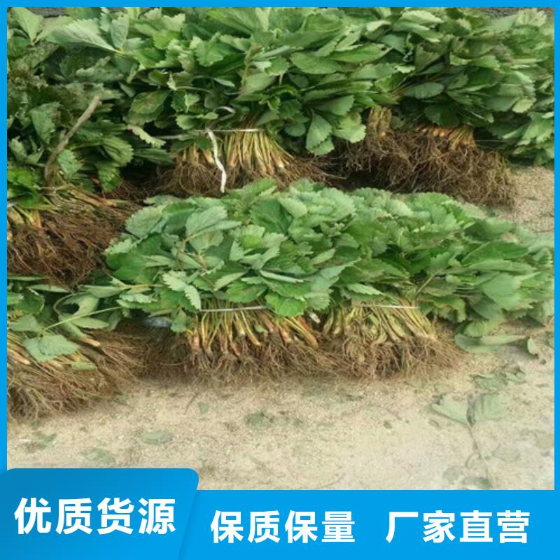哪里批发法兰地草莓苗，法兰地草莓苗哪里纯正厂家货源稳定