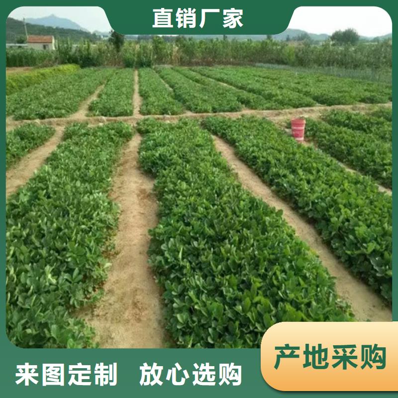 香蕉品种草莓苗种植品种选择同城制造商
