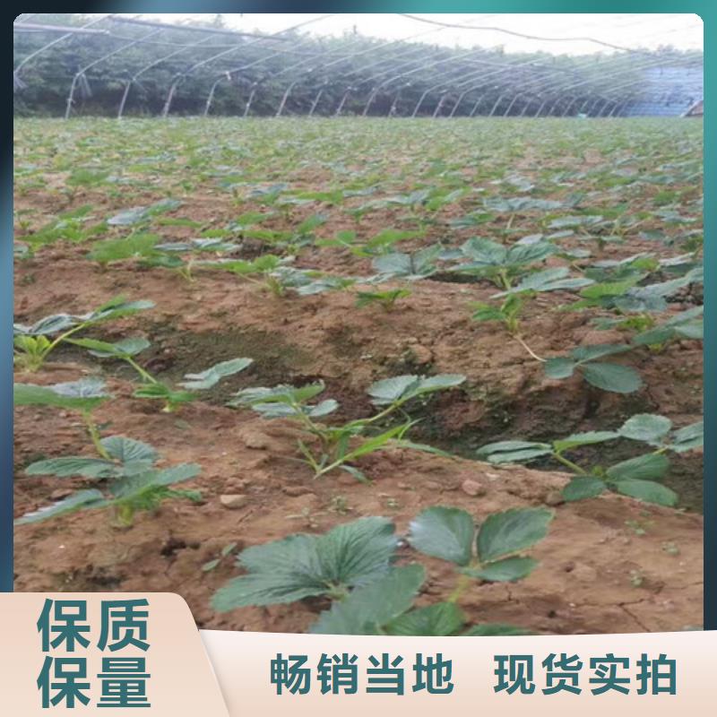 二年生红99草莓苗，红99草莓苗哪里纯正欢迎新老客户垂询