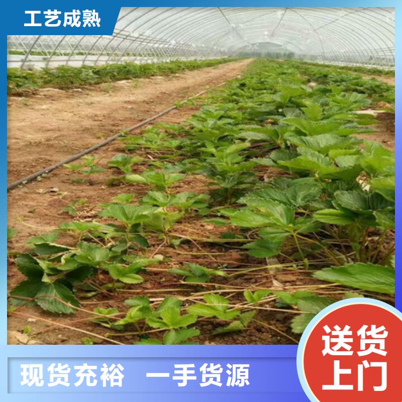 草莓苗品种价格支持非标定制