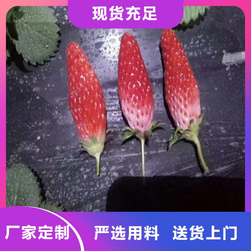 妙香7号草莓苗便宜价格本地公司