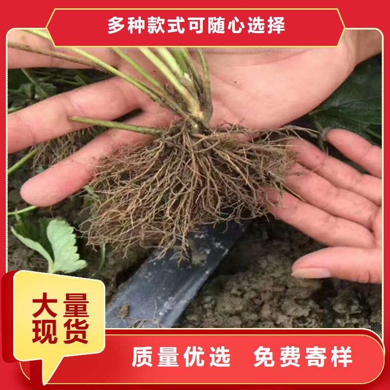 三乡镇哪里有红颜草莓苗，红颜草莓苗种植品种选择本地公司