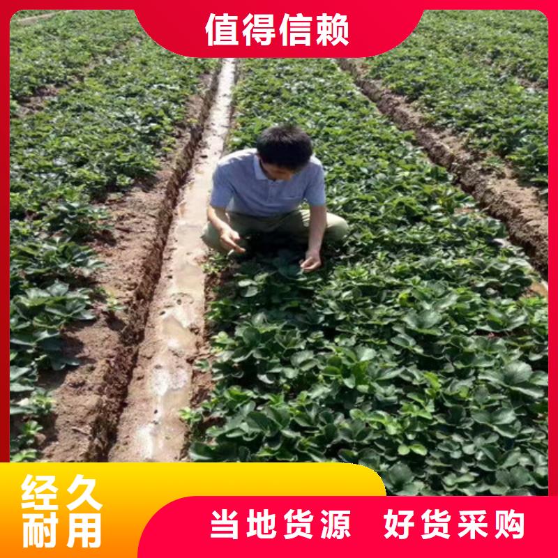 牛奶草莓苗种植地区敢与同行比质量
